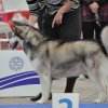 02.10.2010 European dog show Celje, veteran class