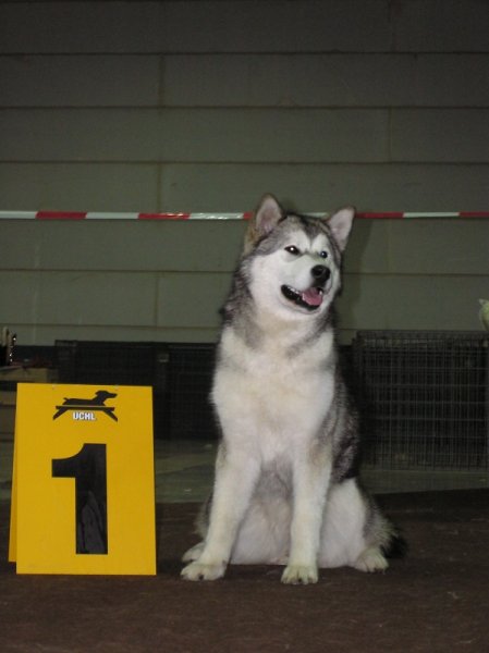 30.03.2008 Junior Champion of Luxembourg; 9 months old!