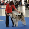 Jeff - 7 months old at IDS Intercanis Brno