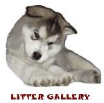 litter gallery